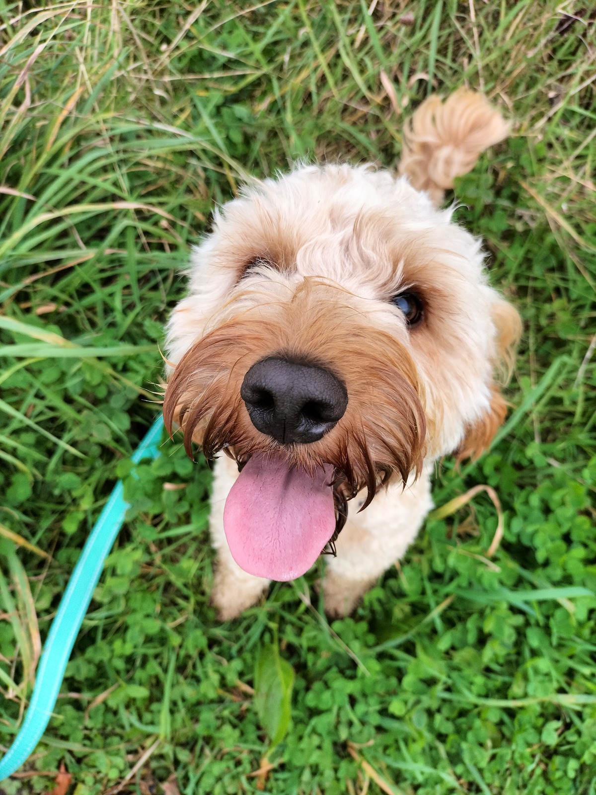 A.D. Dog Training